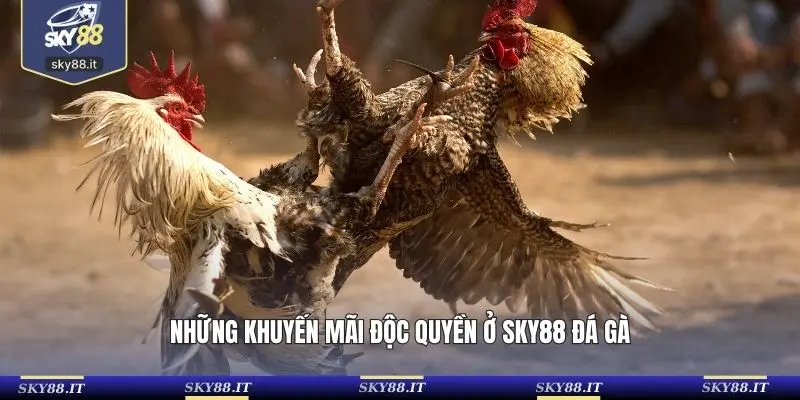 Những khuyến mãi độc quyền ở SKY88 đá gà