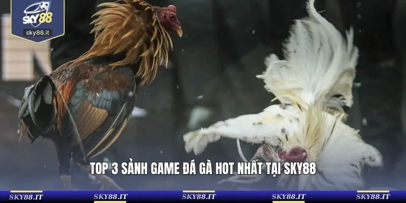 TOP 3 sảnh game đá gà hot nhất tại SKY88